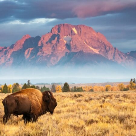 Wyoming Could Enter iGaming Fray in 2025